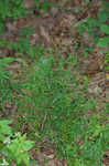 Arkansas bedstraw